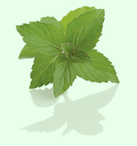 Mint Leaf